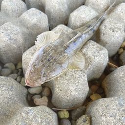 マゴチ