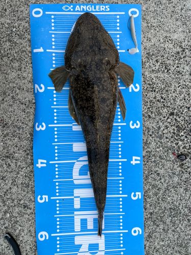 マゴチの釣果