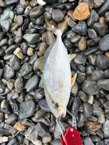 ショゴの釣果