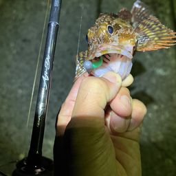カサゴ