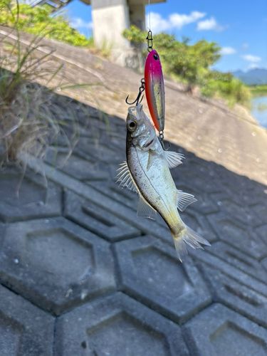 セイゴ（マルスズキ）の釣果