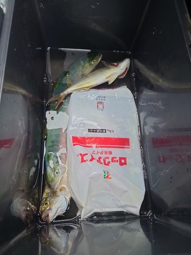 ワカシの釣果