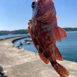 カサゴ