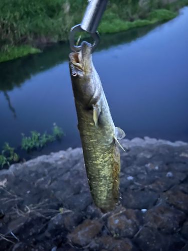 ナマズの釣果