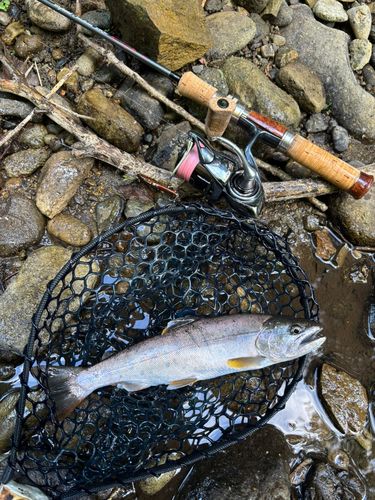ヤマメの釣果