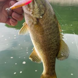 スモールマウスバス