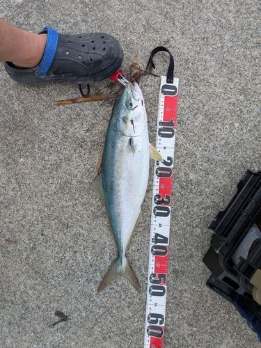 イナダの釣果