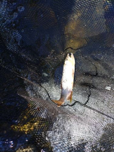 ハスの釣果