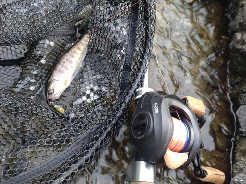 ヤマメの釣果
