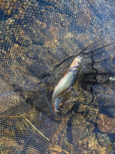 ハスの釣果