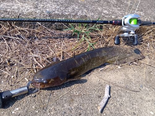 ナマズの釣果