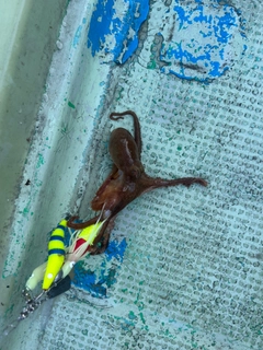 イイダコの釣果
