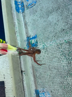 イイダコの釣果
