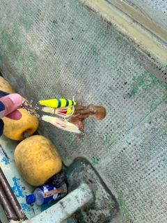 イイダコの釣果