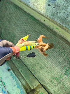 イイダコの釣果