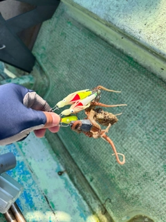 イイダコの釣果