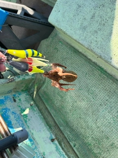 イイダコの釣果