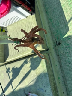イイダコの釣果