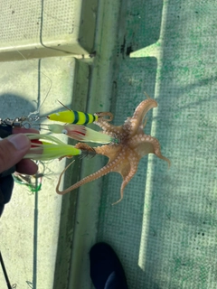 イイダコの釣果