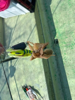 イイダコの釣果