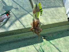 イイダコの釣果