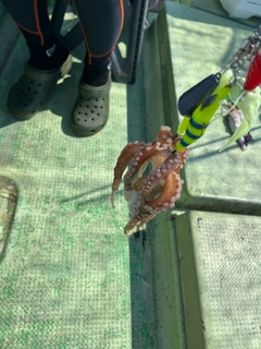 イイダコの釣果
