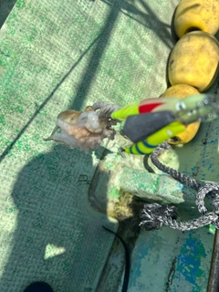 イイダコの釣果