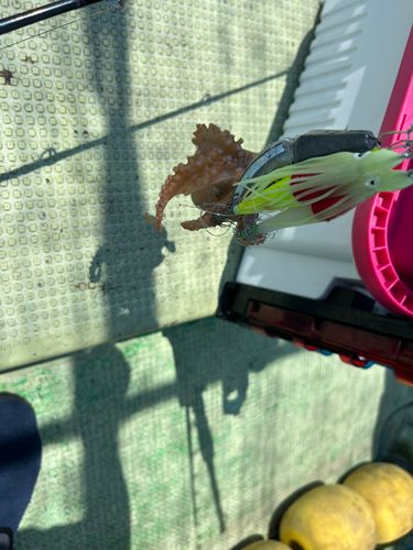 イイダコの釣果