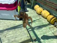 イイダコの釣果