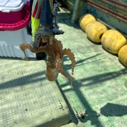 イイダコ