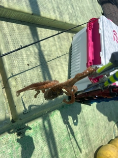 イイダコの釣果