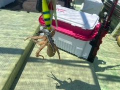イイダコの釣果