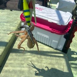 イイダコ