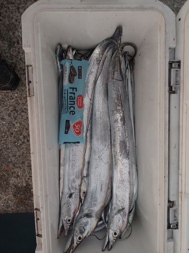 タチウオの釣果