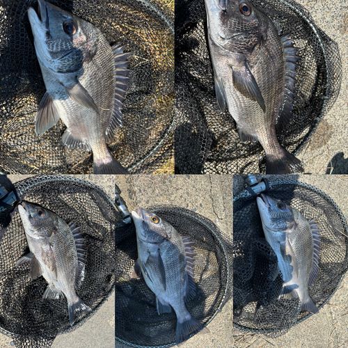 クロダイの釣果