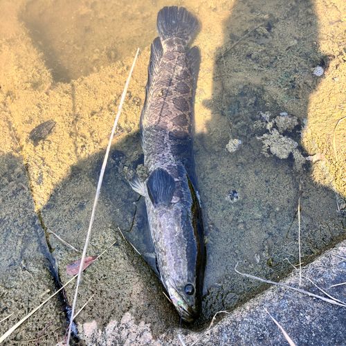 ライギョの釣果