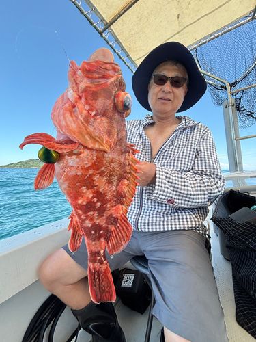 ウッカリカサゴ