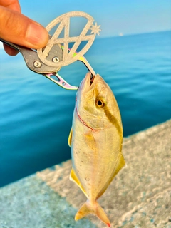 ショゴの釣果