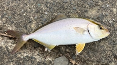 ショゴの釣果