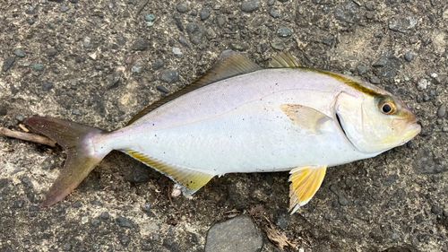 ショゴの釣果
