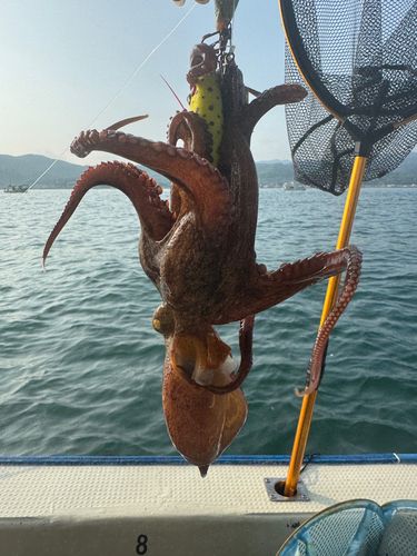 マダコの釣果