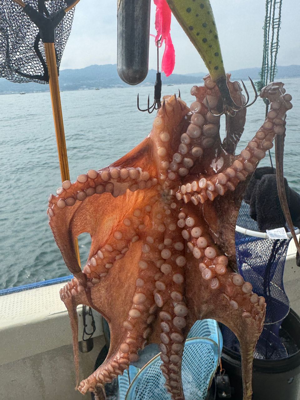 わんこわんさんの釣果 2枚目の画像