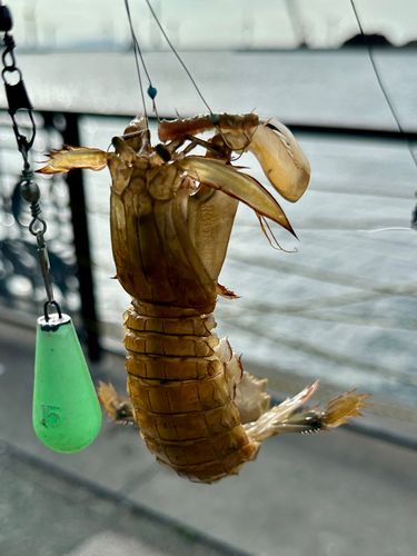 シャコの釣果