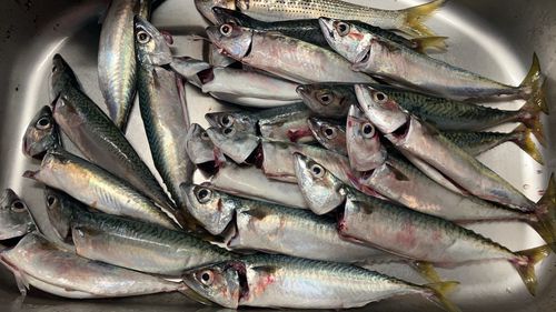 サバの釣果