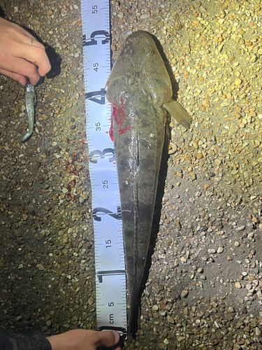 マゴチの釣果
