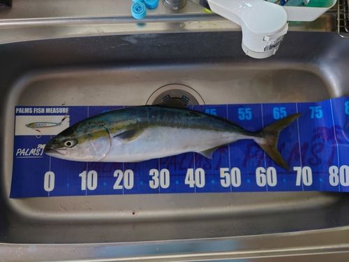 ワラサの釣果