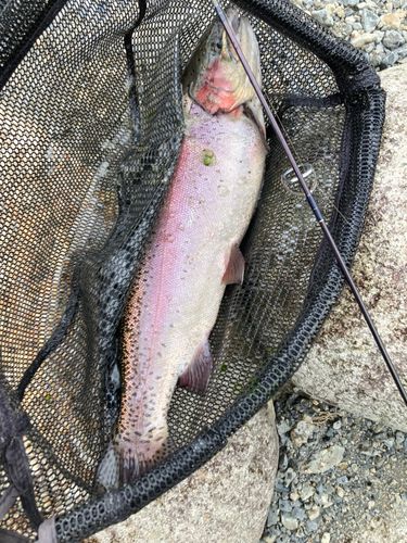 ニジマスの釣果