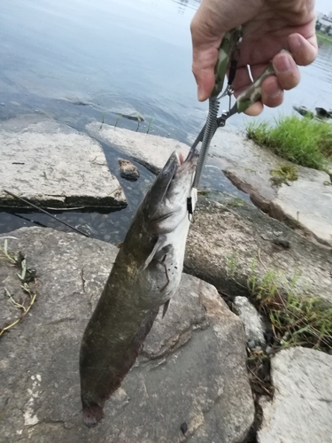 ビワコオオナマズの釣果