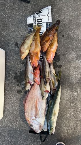 マダイの釣果