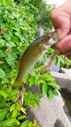 スモールマウスバスの釣果